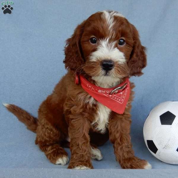 Bentley, Mini Goldendoodle Puppy